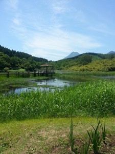 しょうぶ園遠方