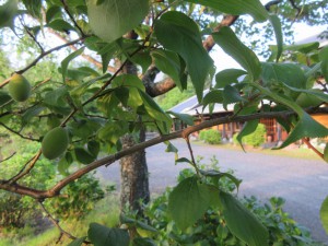 s-IMG_4402